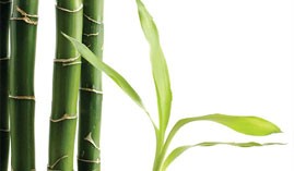 en bambou et feuille de palmier